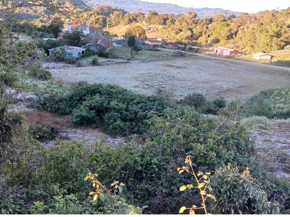 Luego de viralizarse las bajas temperaturas en el todo el departamento de Intibucá, las autoridades han confirmado efectos negativos en sus cultivos.