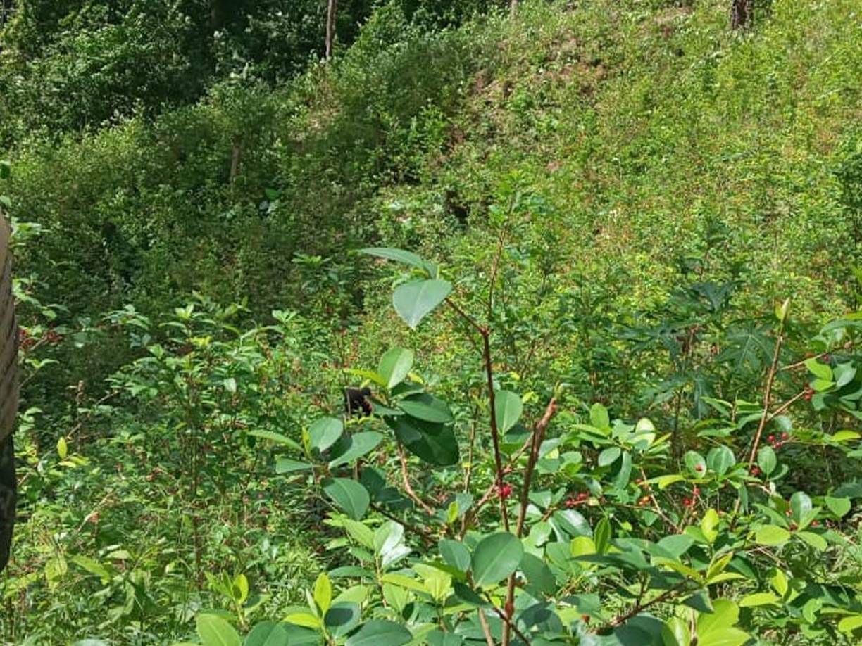 En el lugar habían químicos precursores para la elaboración de clorhidrato pasta de cocaína. 