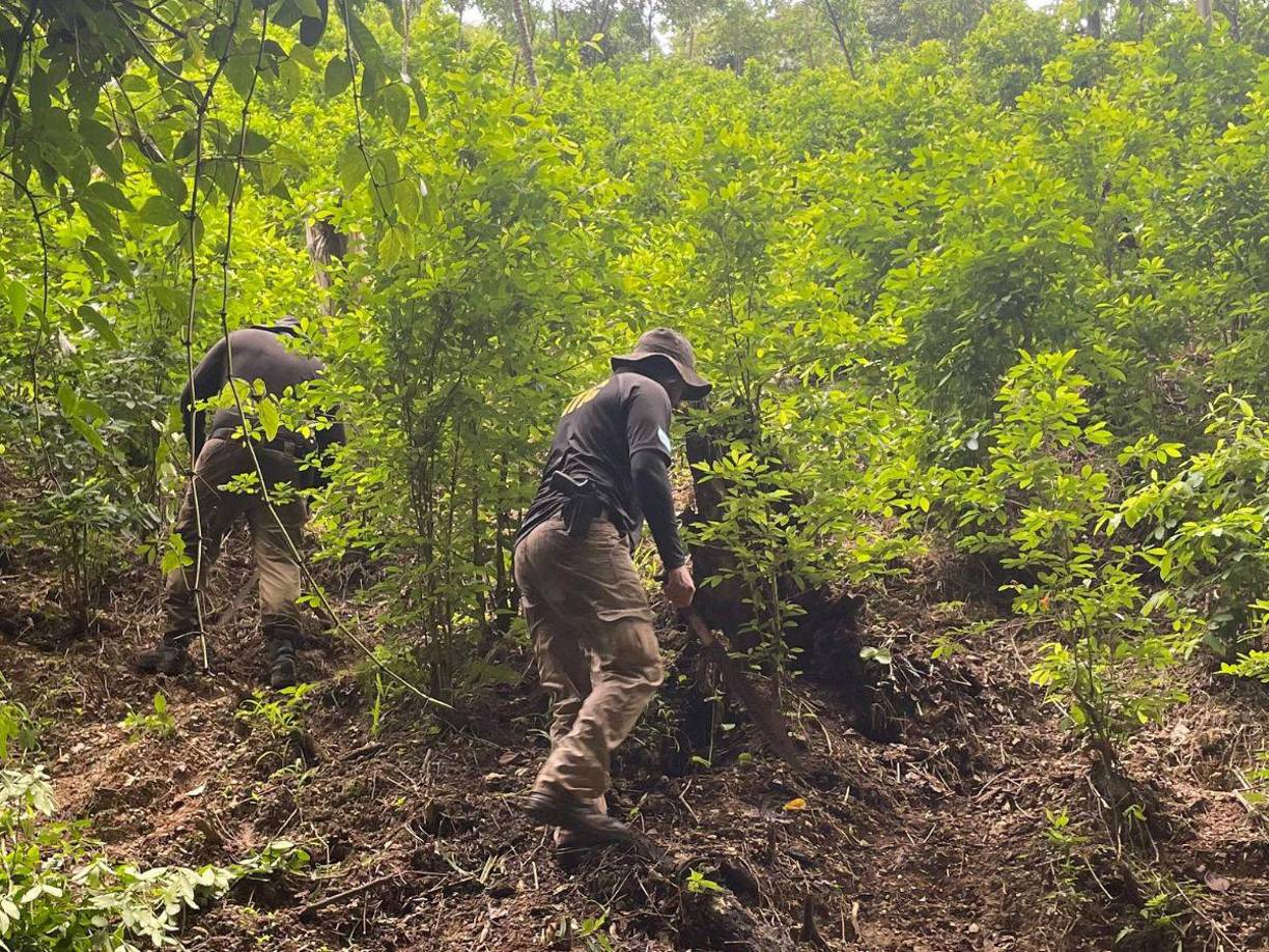La Agencia Técnica de Investigación Criminal (ATIC) encontró las plantaciones en las cercanías de la reserva natural de río Tinto, sector conocido como El Guano, jurisdicción de Iriona, Colón.