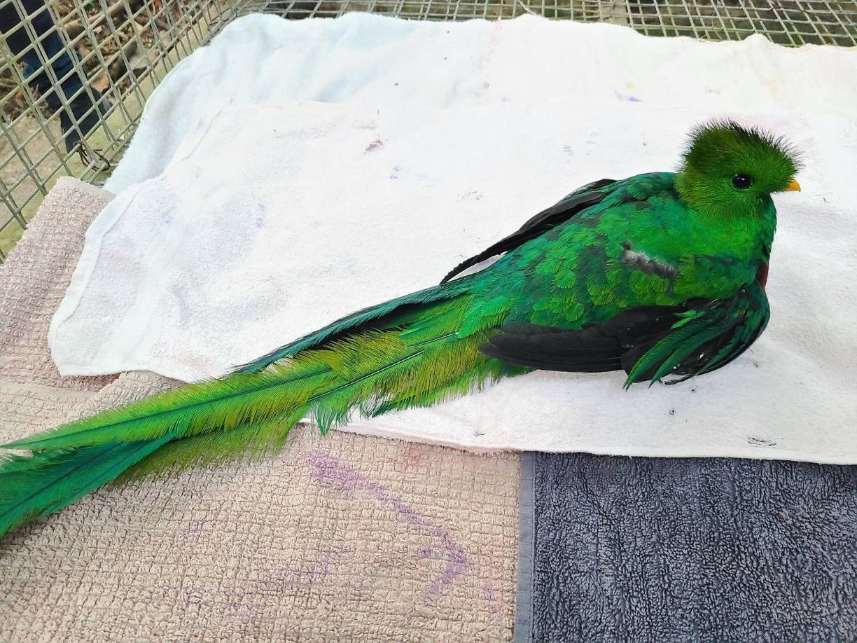 Fotografía del quetzal ya en rehabilitación en Macaw Mountain, refugio de vida silvestre en Copán Ruinas.