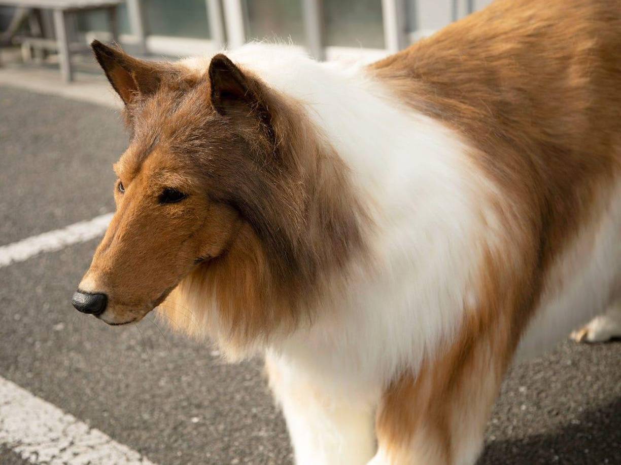 El disfraz es tan realista que cuando se pasea por las calles de Japón, muy pocas personas pueden darse cuenta de que se trata de un traje y no de un perro genuino.