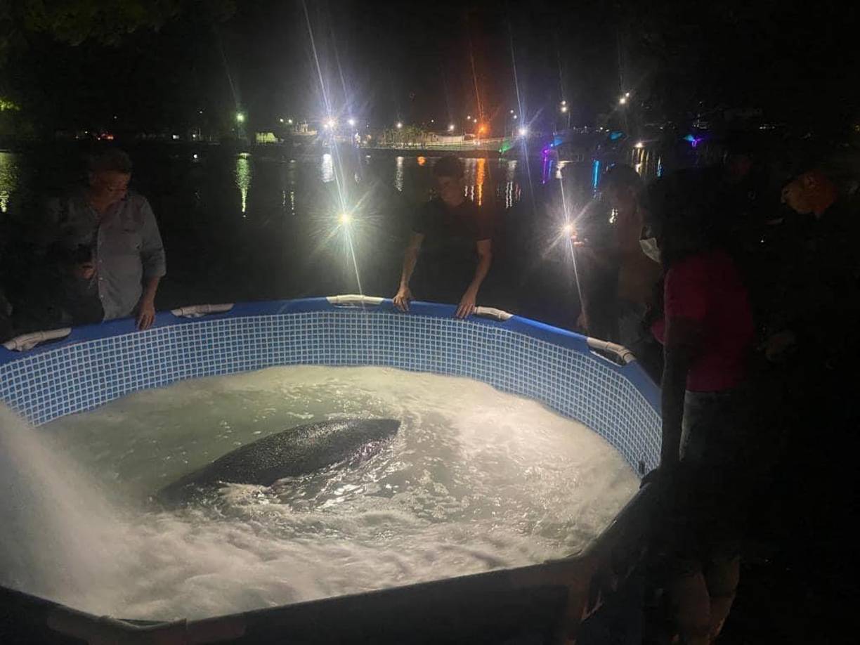 El animal pasó la noche en una piscina que fue instalada por las autoridades que efectuaron el rescate.