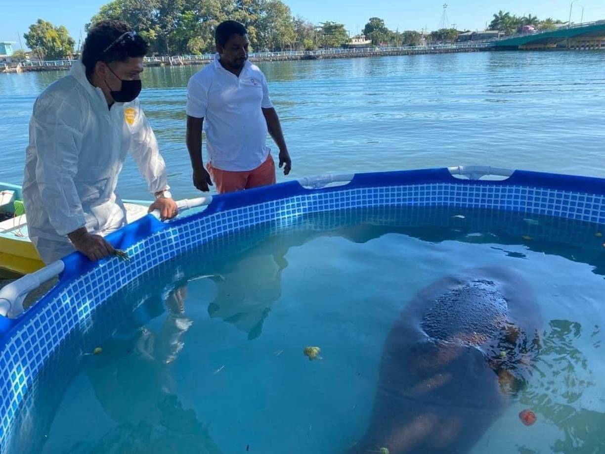 Este domingo, se reportó que el hermoso manatí recuperó los signos vitales. 