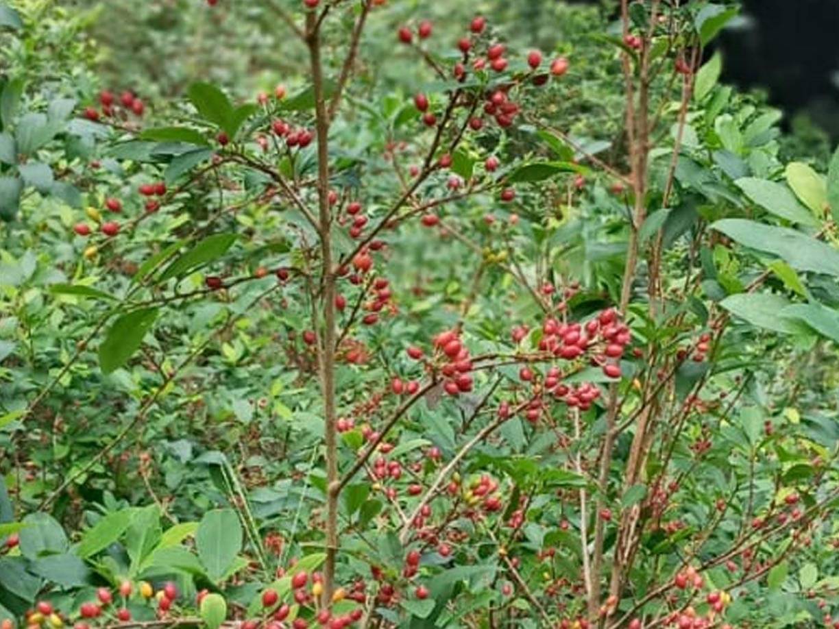 En el 2022 se han registrado fuertes golpes contra el narcotráfico, con el corte e incineración de más de (3,216,913) arbustos de hoja de coca.