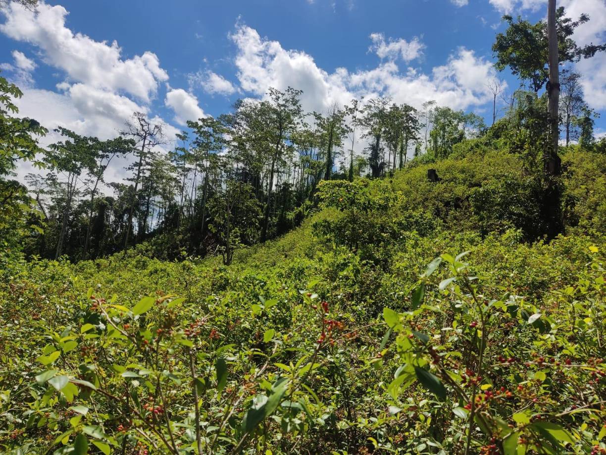 Las fuerzas de seguridad confiscaron además una estructura rústica utilizada para la elaboración y extracción de pasta base de coca y almacenamiento de precursores químicos, precisó la Policía hondureña.