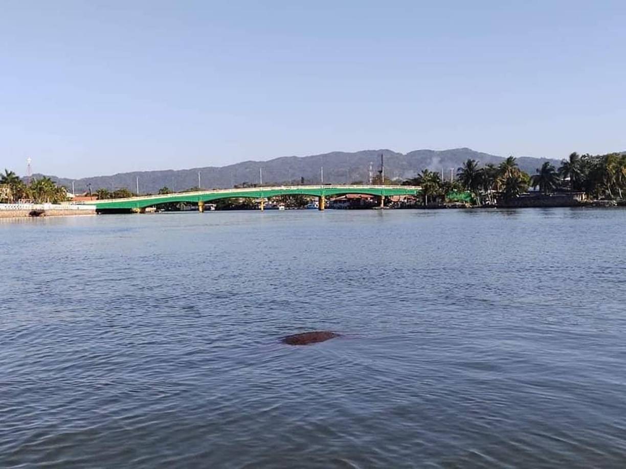 También indica que estos animales suelen ocupar un territorio no muy grande. “En ocasiones puede verse en el mar. Se alimentan de plantas acuáticas que constituyen su dieta”, explica. 