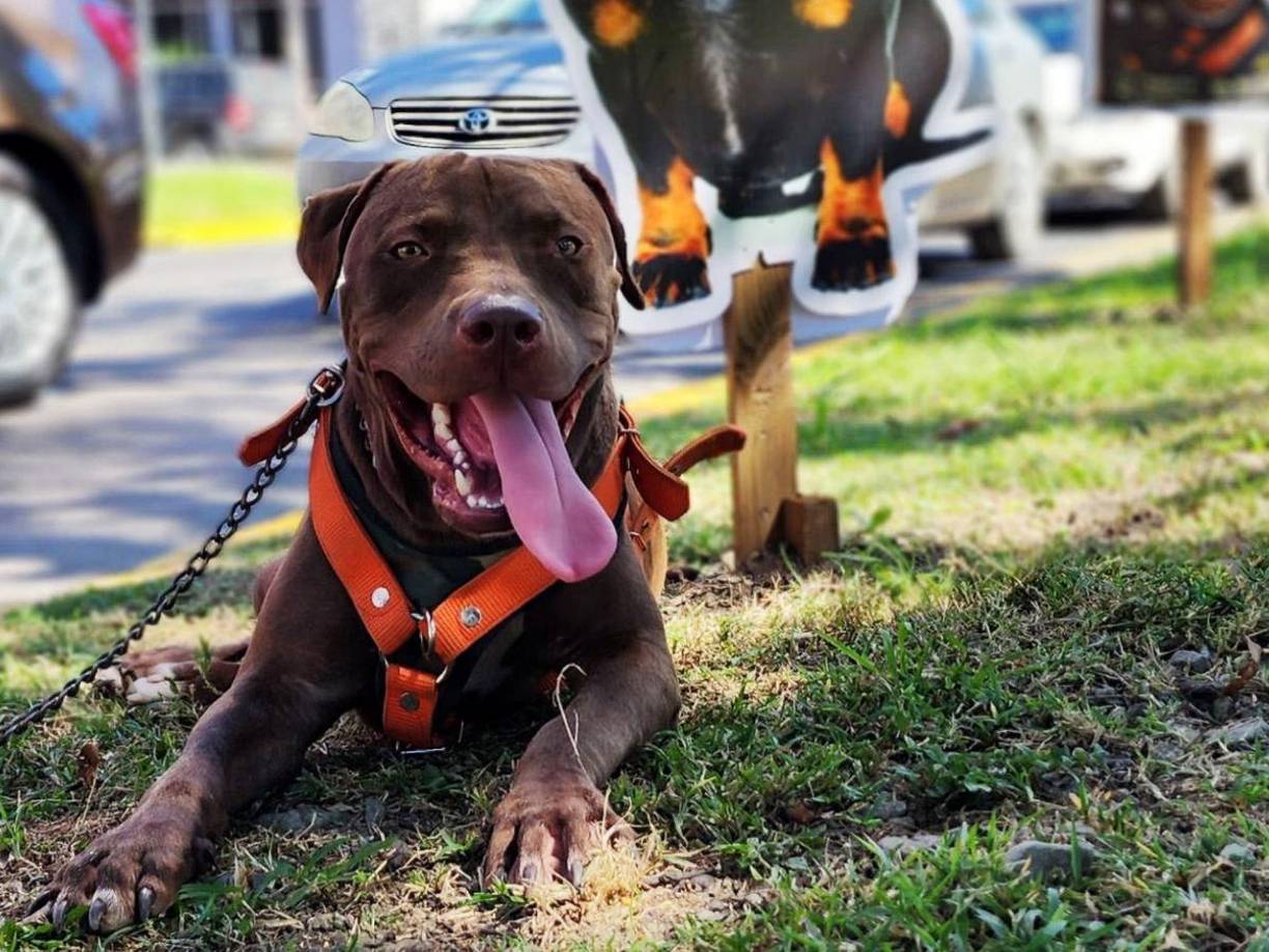 La nueva vida de Rocky: nuevos amos le regresaron la felicidad