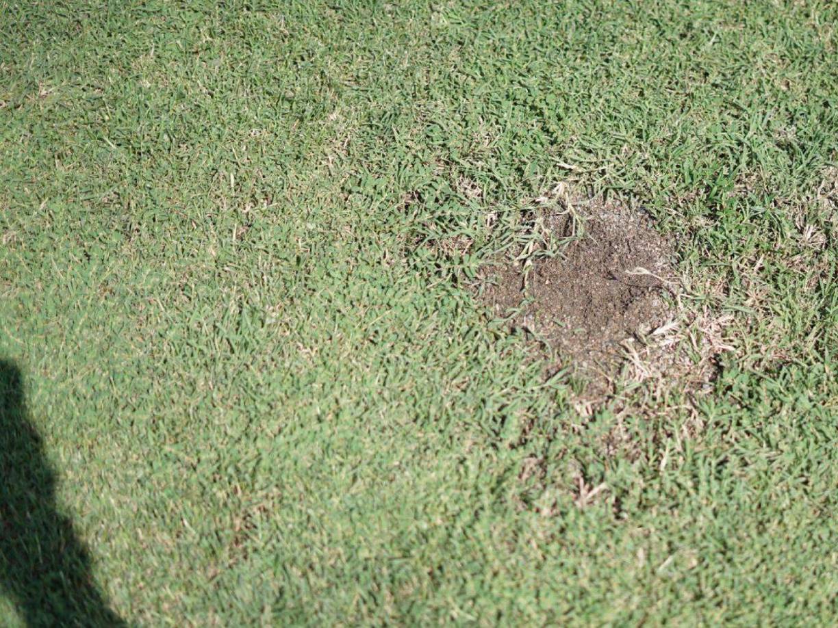 Conformen pasen los días y con los trabajos de mantenimiento, el césped del estadio irá luciendo mejor.