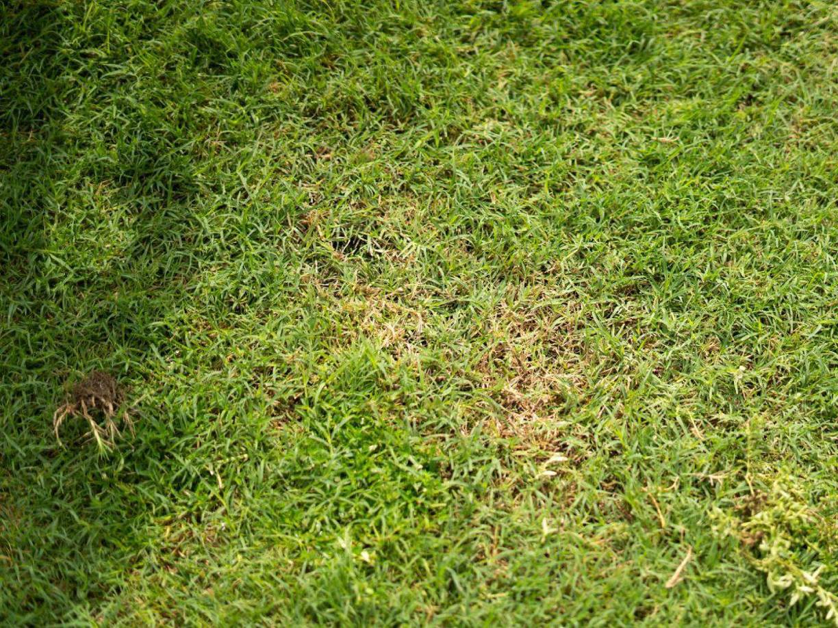 En algunos sectores se puede ver que el césped del estadio Morazán no luce en buenas condiciones.