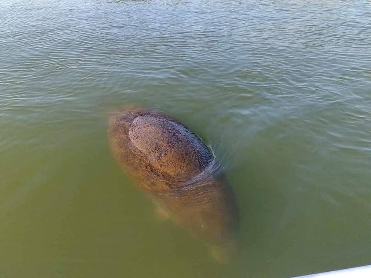 Según Eco Honduras, el manatí es un animal que habita en aguas salobres o dulces, esteros y lagunas, gusta de humedales cálidos con alta precipitación.