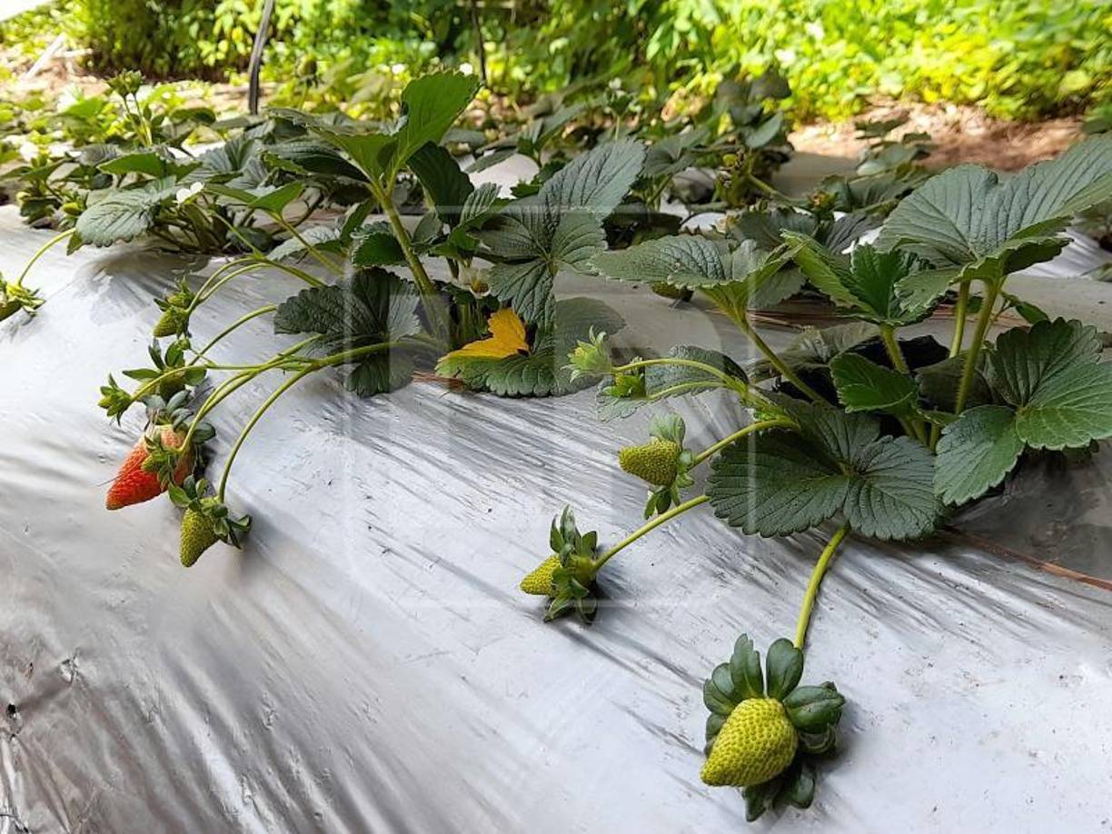 Los proyectos de cultivos o de desarrollo comunal que lideran estas mujeres campesinas en sus pueblos, les ha permitido no solo mejorar los ingresos familiares, sino que mejorar la calidad de los alimentos que se sirven.