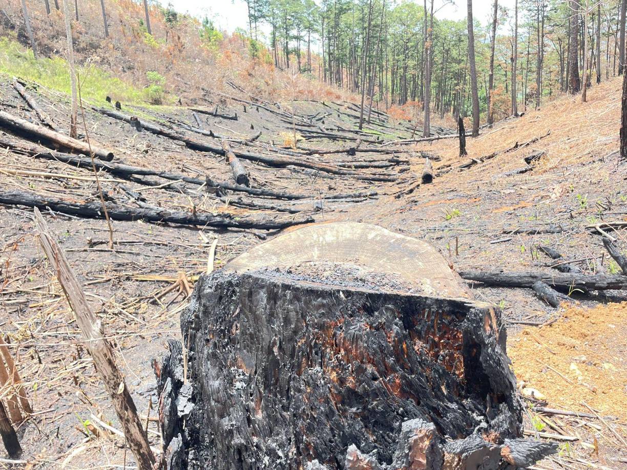 En el sector de Camalotales, Taulabé, Comayagua, se efectúa inspección por cambio de uso del suelo de forestal a agrícola dentro de una zona productora de agua