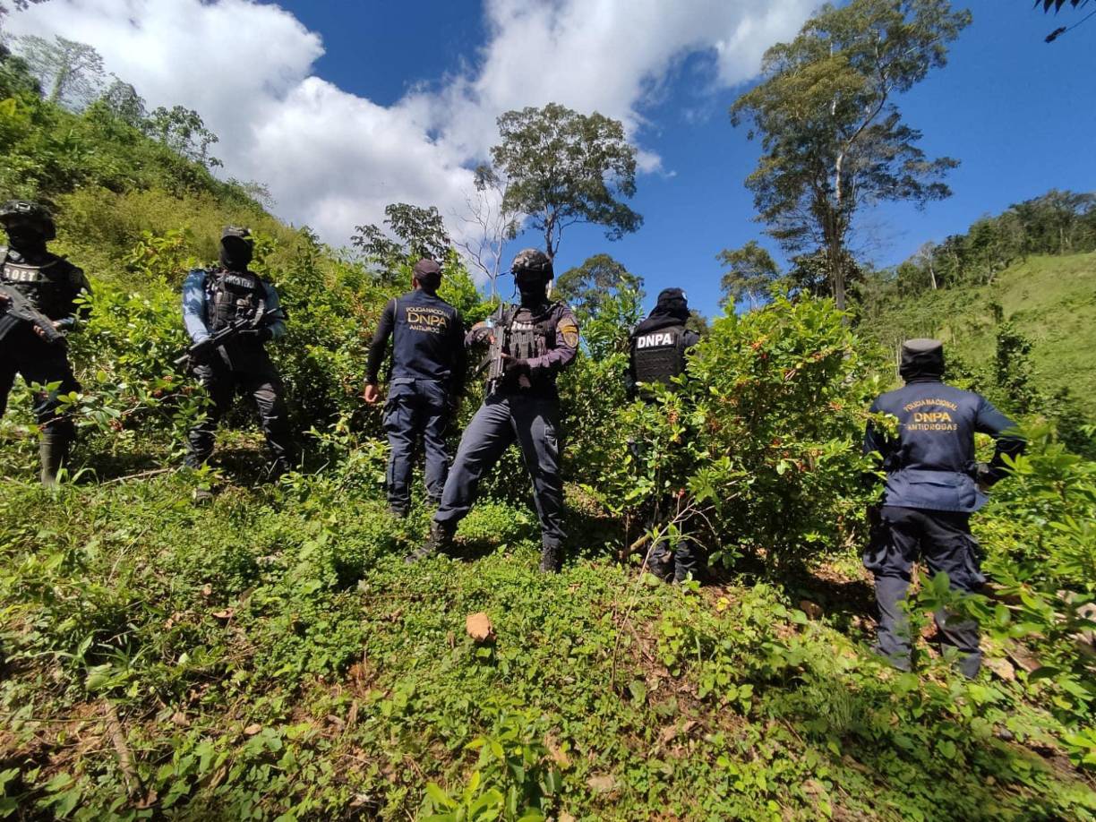 Las autoridades tomaron muestras de los cultivos para enviarlas a los laboratorios de Medicina Forense del Ministerio Público, donde se realizarán los análisis necesarios y posteriormente serán erradicadas e incineradas.