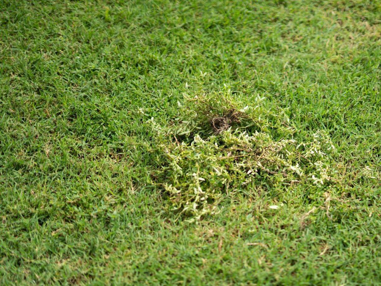 “Y le digo al señor Mario Moncada que los 15 mil dólares que quiere que le paguemos a la compañía costarricense mensualmente para que venga a quitar esta maleza y le de mantenimiento, no le daremos ese gusto. Nosotros tenemos gente capacitada para arreglar este problema, y le agradecemos a la Presidencia que invierta en San Pedro Sula”, acotó el edil sampedrano.