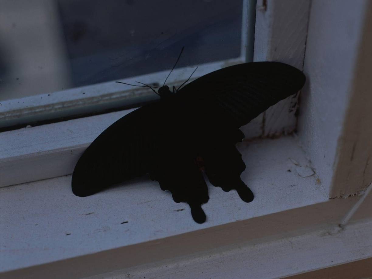 Mhoni Vidente detalló que en cambio la presencia de dos o tres mariposas negras significa tragedia.