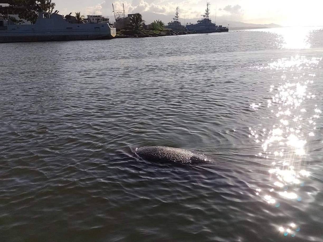 El animal fue avistado por varias personas quienes reportaron a las autoridades para que le brindaran asistencia. 