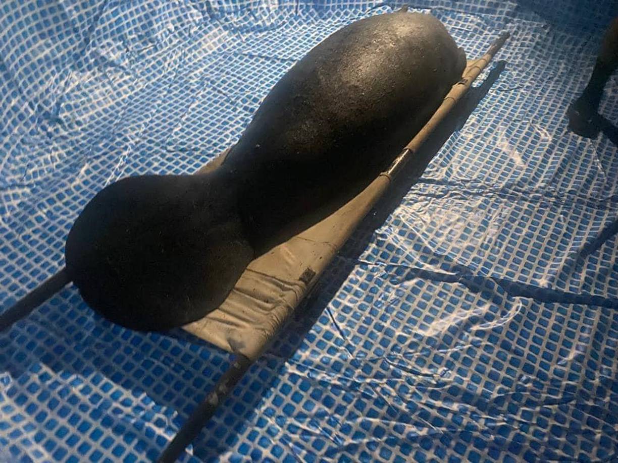 Se presume que dichas lesiones pudieron haber sido provocadas en un intento de caza. 