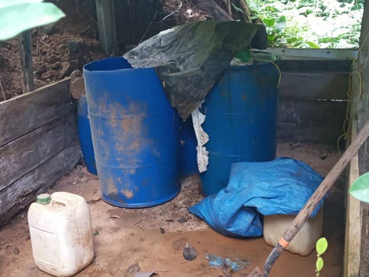 Descubren 18 mil arbustos de hoja de coca en Colón