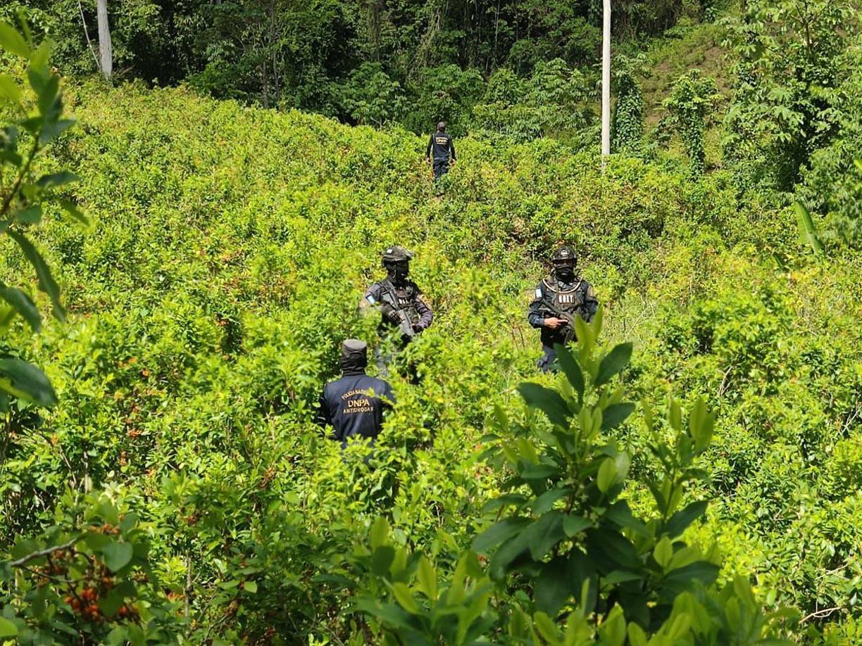  Los arbustos y el laboratorio clandestino fueron descubiertos en una acción antidrogas desarrollada en una zona montañosa de la aldea Las Mangas del municipio de Iriona, departamento caribeño de Colón, señaló comunicado de la Policía Nacional de Honduras.