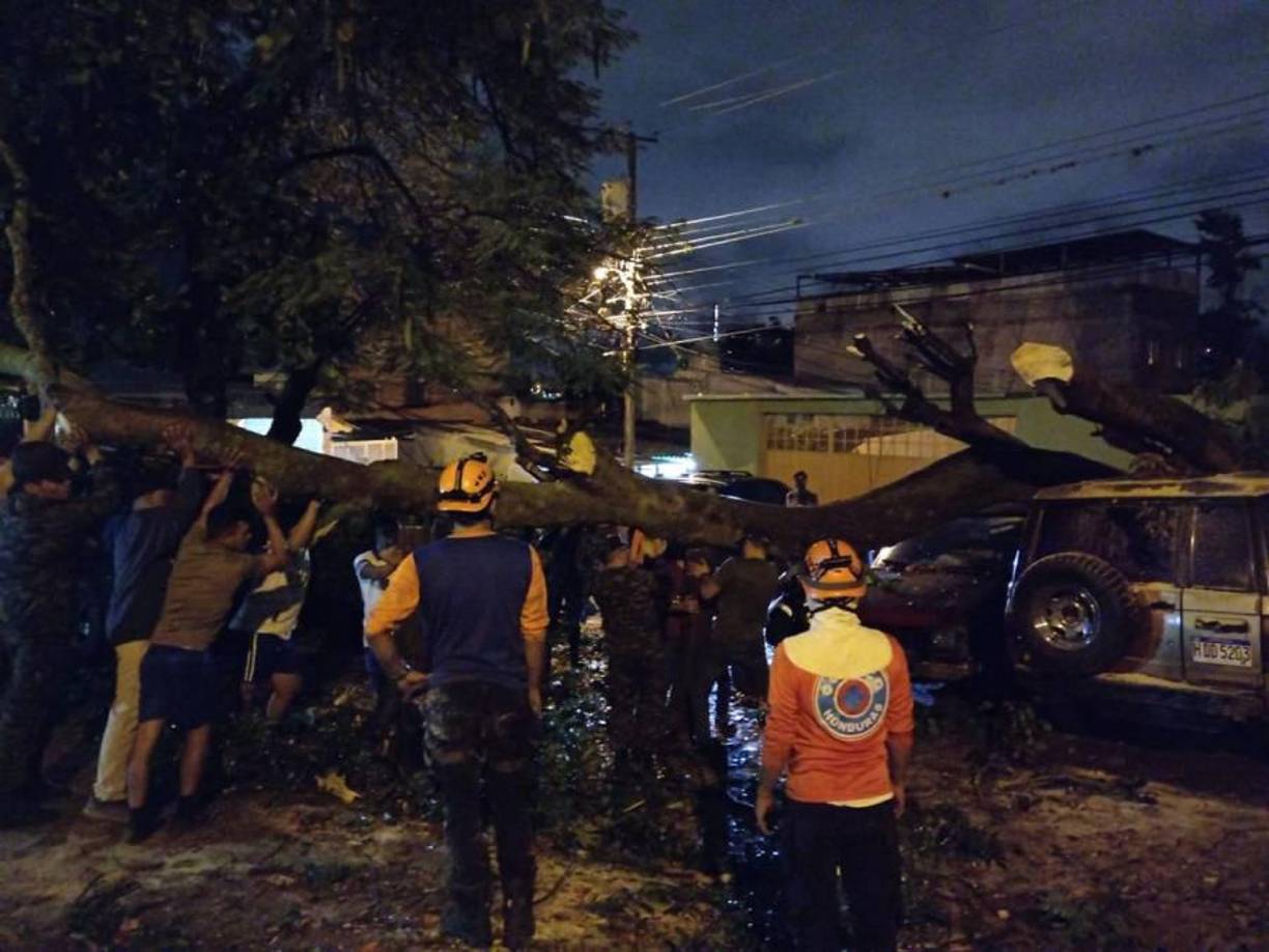 El vetusto árbol cedió en el parqueo por el sector de la posta femenina, sorprendiendo a los vecinos del sector.