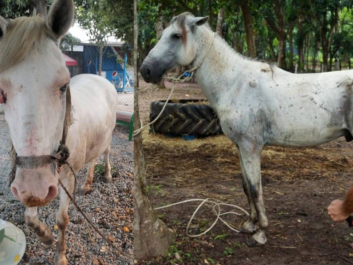 A la izquierda Lucero cuando fue decomisado por la Policía Municipal y a la derecha cómo luce en la actualidad.