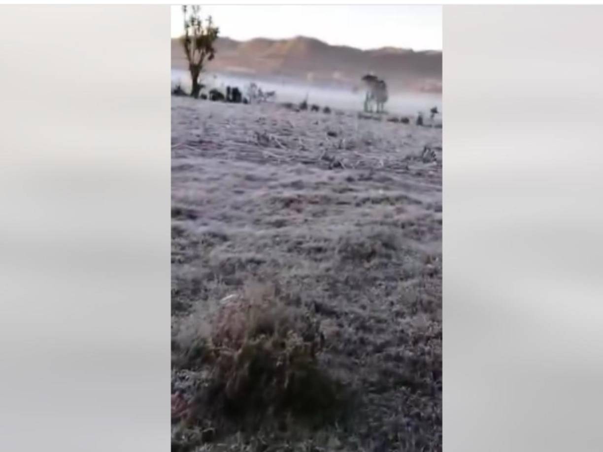En un video que se ha viralizado en las redes sociales se observa que los campos están cubiertos por el hielo.