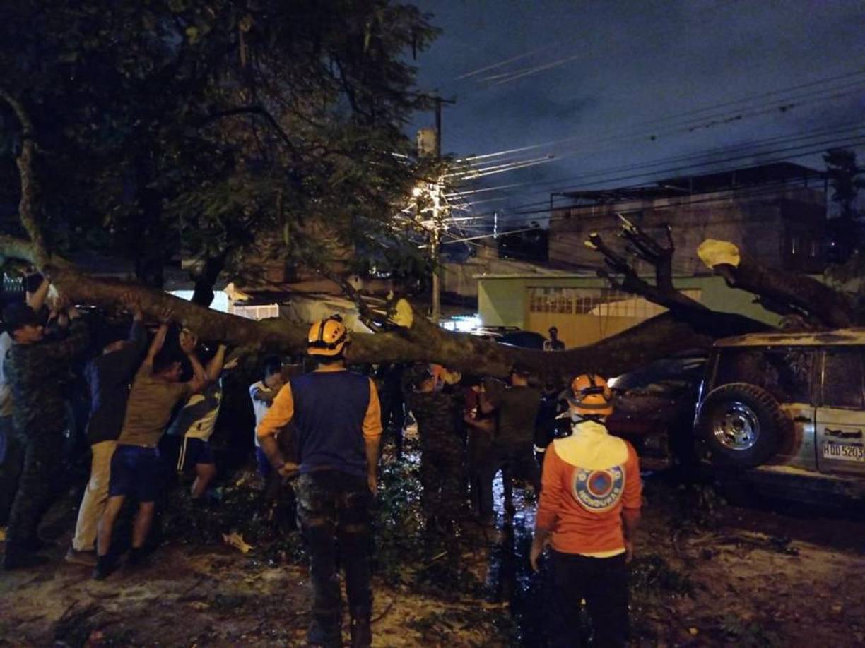 Los vecinos se mostraron sorprendidos por el percance y le dieron gracias a Dios porque el árbol no hirió a las personas que pasan por el lugar.