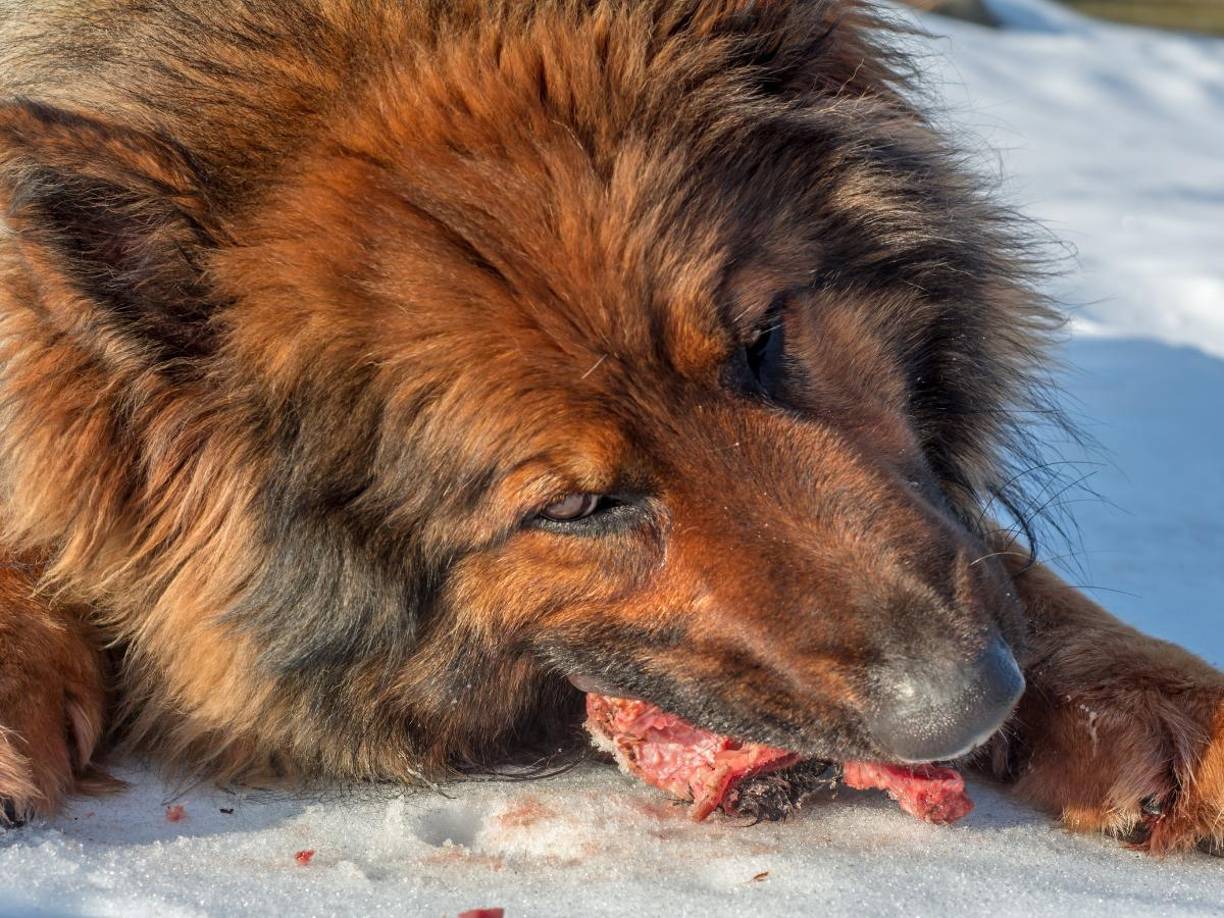 El contrato de la casa de Yésica vencía en el mes de agosto de este año. Cuando llegaron los oficiales, encontraron el cadáver de la mujer con graves mordeduras de sus perros.