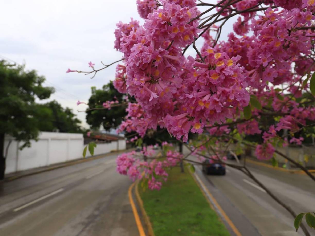 Hay macuelizos antiguos en las calles de San Pedro Sula.
