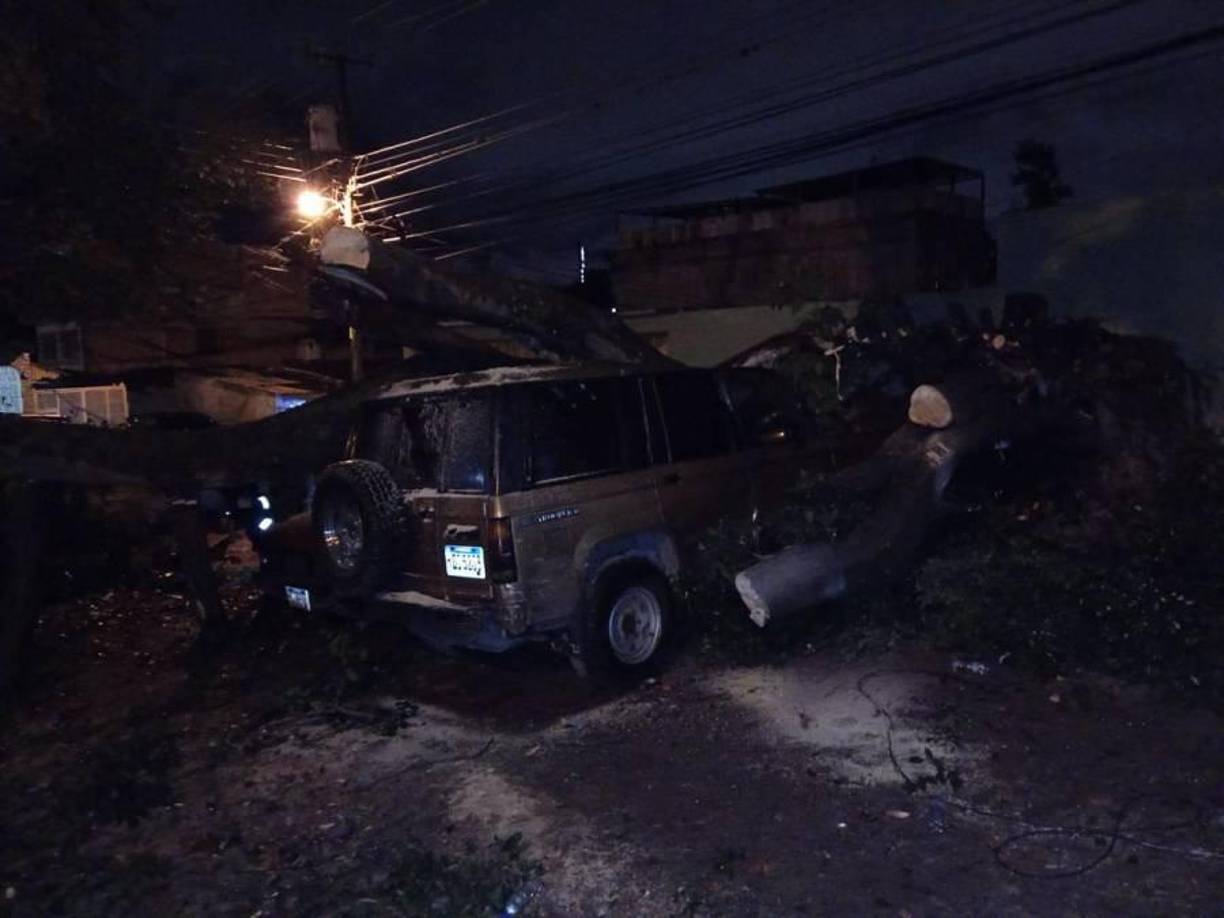 Se buscaba habilitar la salida de los demás vehículos, pues el árbol cayó justo en el acceso al estacionamiento