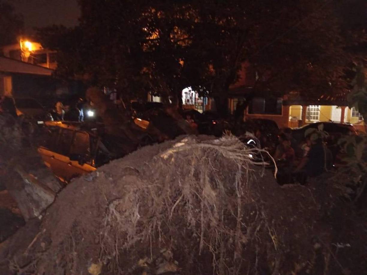 La imagen muestra parte de las raíces del enorme árbol que cedió productos de los vientos que llegaron con las lluvias de este miércoles.