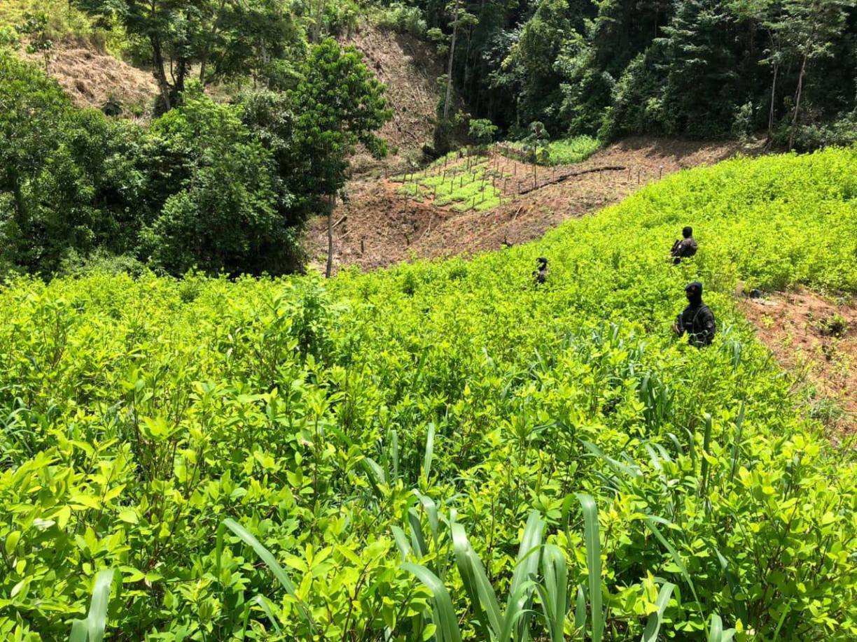 Las Fuerzas Armadas de Honduras (FFAA), ubicó este viernes 13 manzanas con cuatro mil arbustos de coca en Bonito Oriental, departamento de Colón.