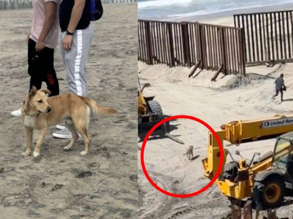 La historia de Oso se ha viralizado en las redes sociales ya que fue captado por las cámaras ingresando a Estados Unidos 