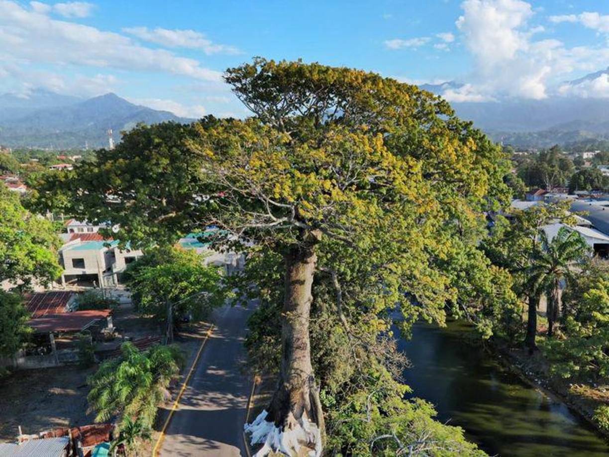 El árbol de Ceiba le dio origen al nombre de la ciudad de La Ceiba. 