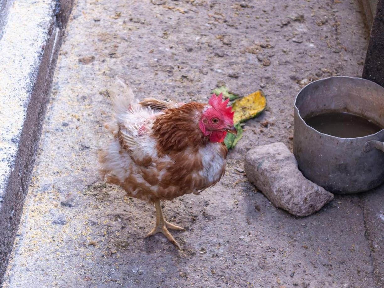 El caso ha generado especulación sobre las posibles causas detrás del fenómeno. Algunos lugareños apuntan a un posible envenenamiento químico, mientras que otros sugieren que son maldiciones o rituales malignos.