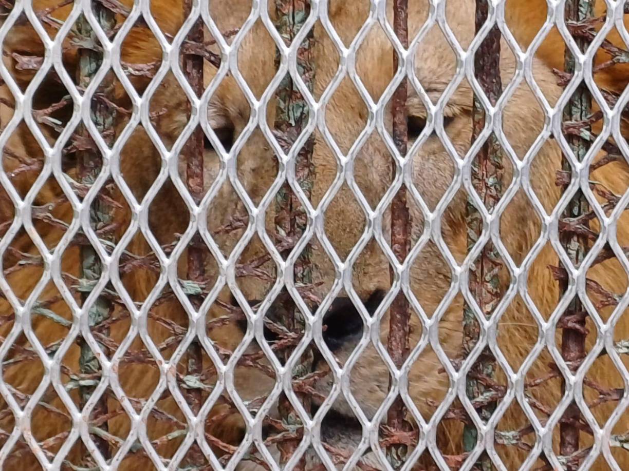 El funcionario señaló que el trabajo ha sido complejo y arduo. “Lo imposible se volvió posible porque somos parte de una nueva era de cómo administrar la cosa pública”. Por otra parte, dijo que se están esmerando en conservar la vida silvestre de la mejor manera posible, tratar de simular su hábitat y que este lugar sea un centro en donde se conserve no solo la vida animal, sino que todo el hábitat y que el pueblo hondureño logre entender que a través de estos lugares, estos espacios de que nos dota la naturaleza, como es el zoológico Joya Grande, un lugar privilegiado, podamos proyectarnos hacia las futuras generaciones, en donde se conserve toda la naturaleza de forma integral, y eso es lo que estamos haciendo”.