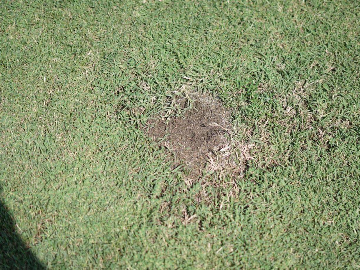 Un sector del césped del estadio Morazán todavía no está al 100%.