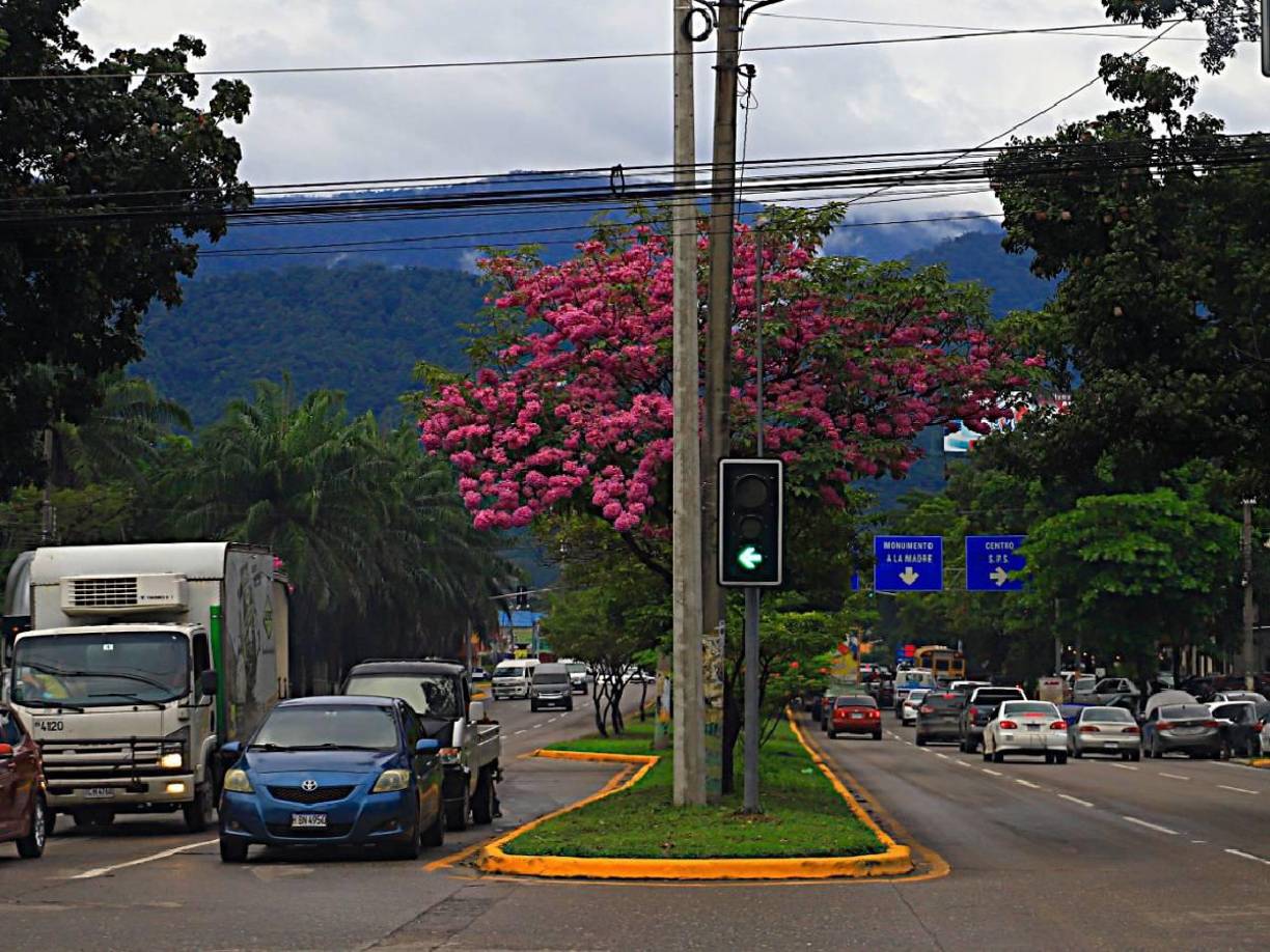 Las flores maduras producen una semilla de dos a tres centímetros de largo.