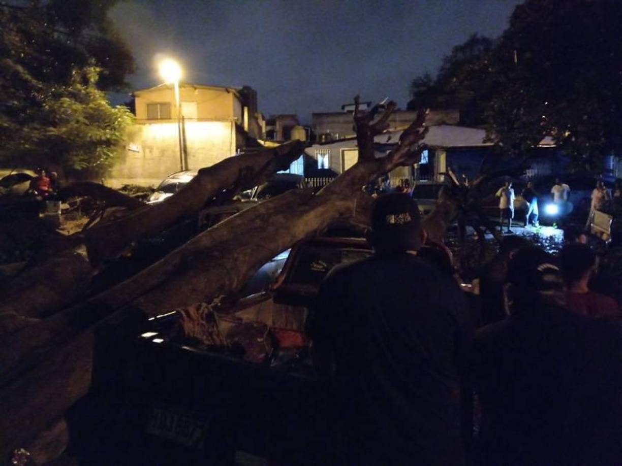 Enorme árbol aplasta dos vehículos en colonia Kennedy