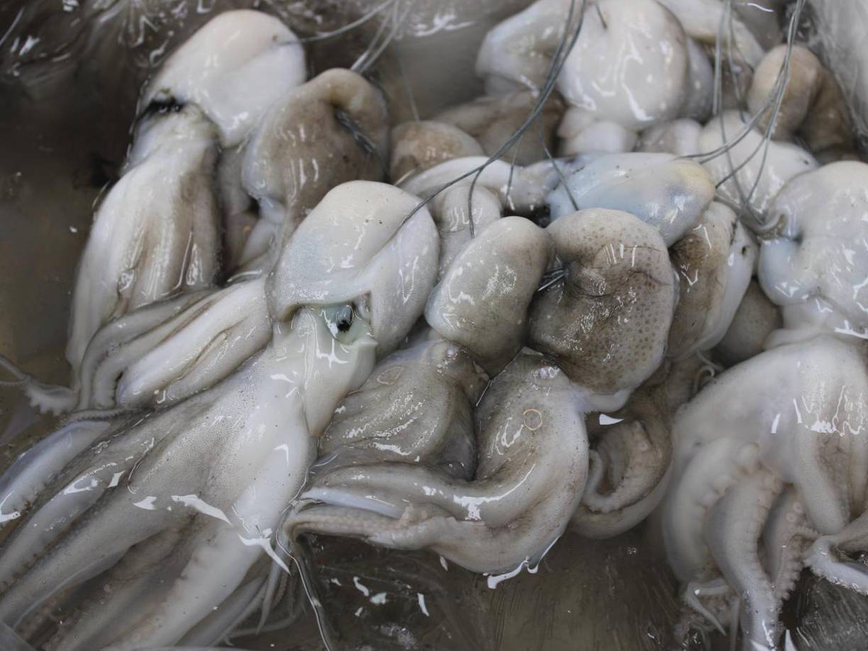 Los pulpos son animales que destacan por su complejidad biológica y cognitiva. Cuentan con tres corazones, sangre azul y un sistema nervioso descentralizado que les permite controlar cada tentáculo de forma independiente. 