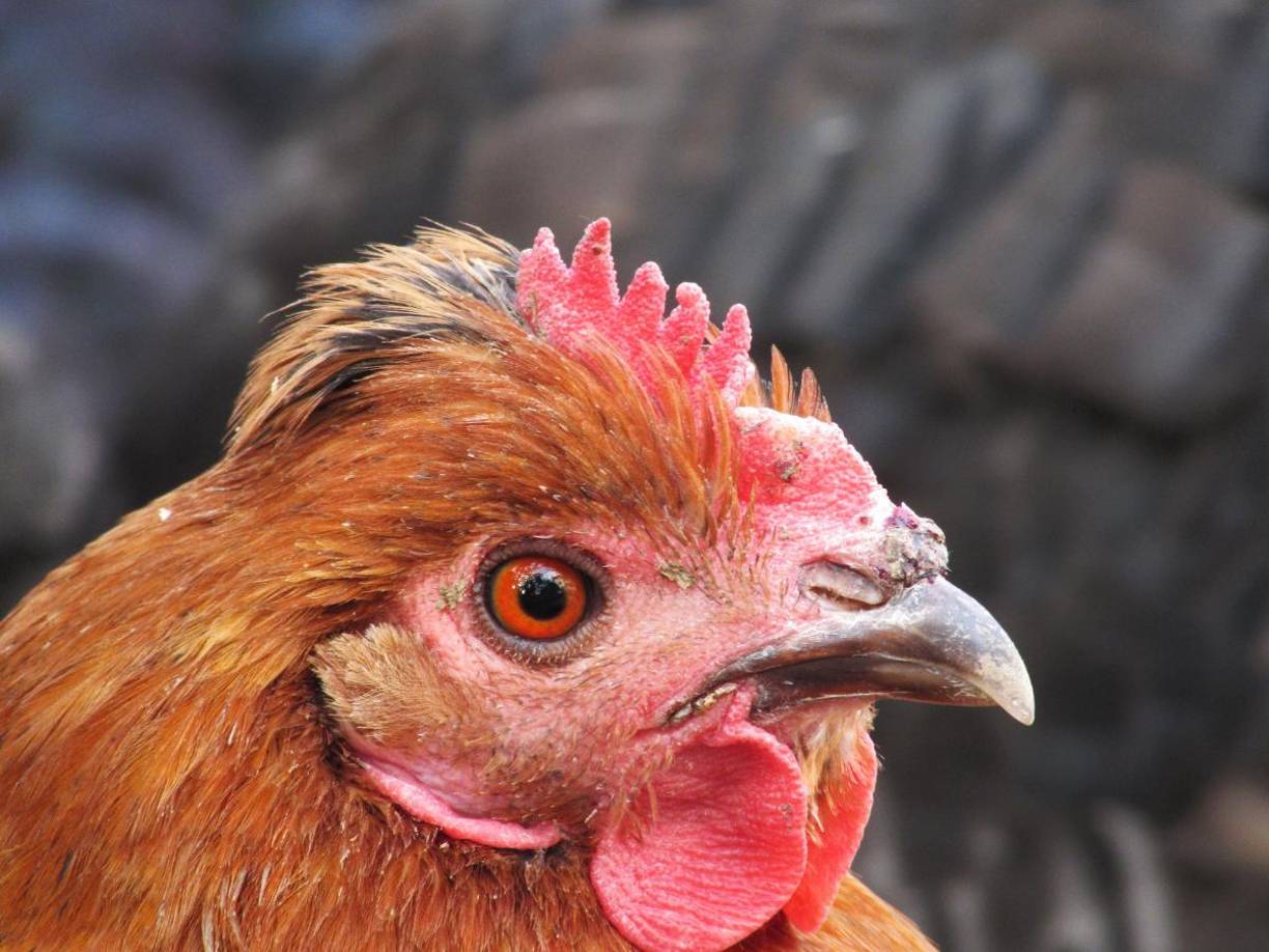 Según informes locales, al presionar el abdomen de estas aves, brotaba fuego de sus bocas, este fenómeno fue dado a conocer desde el pasado 18 de diciembre.