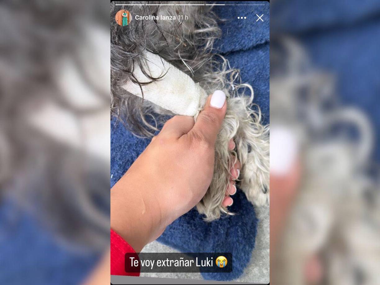 ”Extrañaremos tus travesuras. Siempre estarás presente en nuestros corazones. Gracias por tu lealtad, tu compañía y por todo el amor incondicional que nos diste”, añadió para despedirse de su pequeño Luki. 