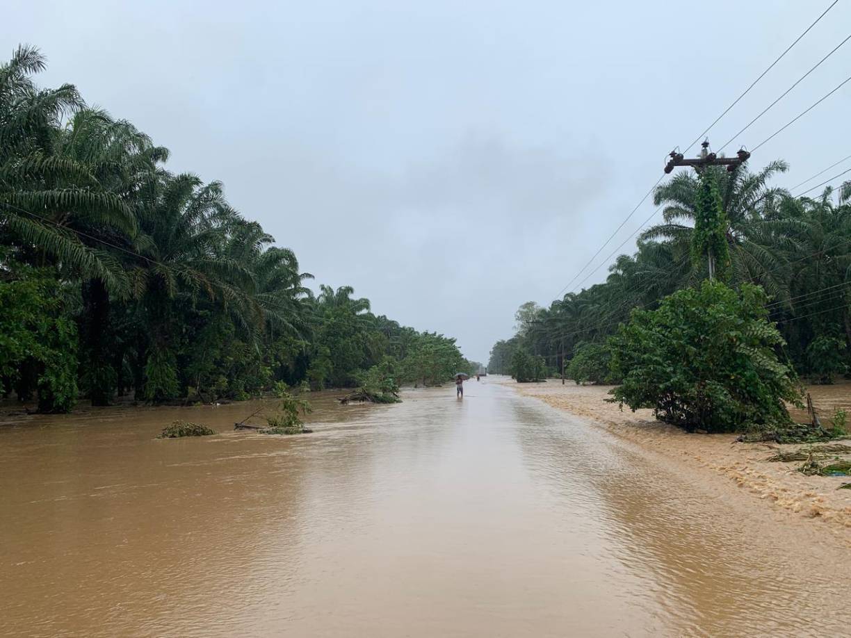 Anegadas plantaciones de palma en Isletas, Sabá. Las autoridades no aún informan sobre los daños a los cultivos que está dejando la tormenta Sara en Honduras. 