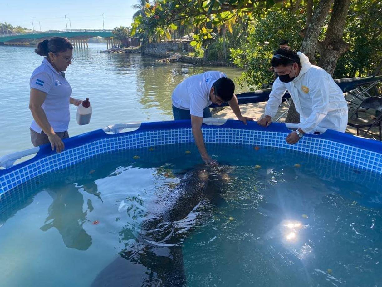 Varios especialistas han estado asistiendo al animal desde el momento de su rescate. 