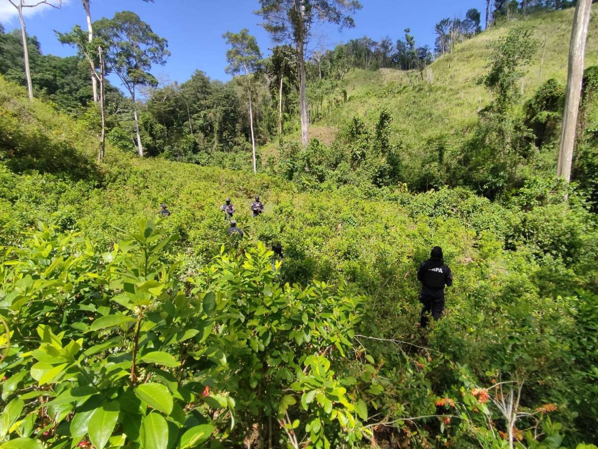 “Grupos criminales están mutando con estos cultivos ilícitos, ya que esta zona (Colón) cuenta con un clima óptimo y terreno favorable para el desarrollo de estas plantas, siendo una ruta apetecible para el transporte de estupefacientes hacia Norteamérica”, enfatizó la institución, según el comunicado.