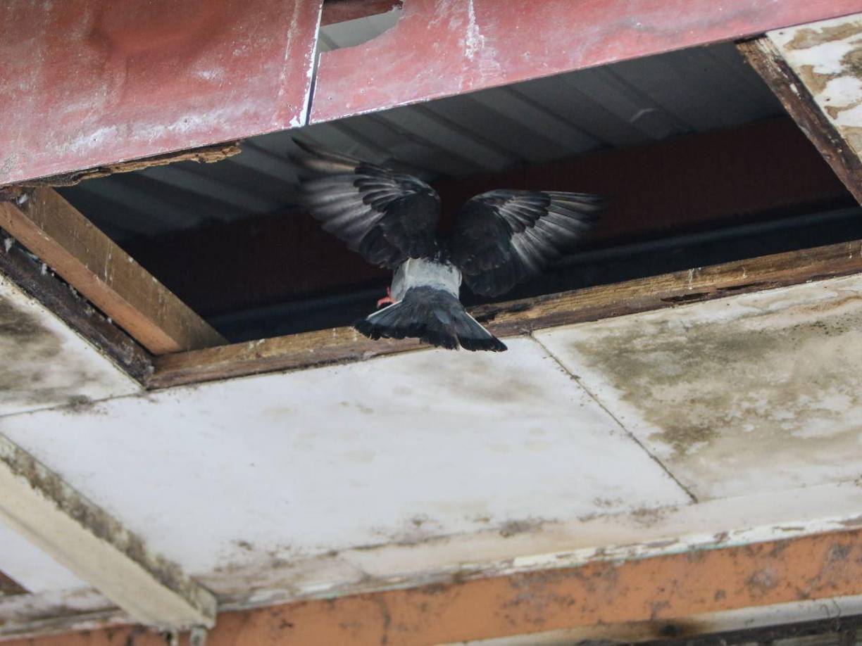 Las aberturas del cielo falso han permitido que decenas de aves hagan nido en su interior. También provocan filtraciones de agua cuando llueve y por ende, humedad en las paredes. 
