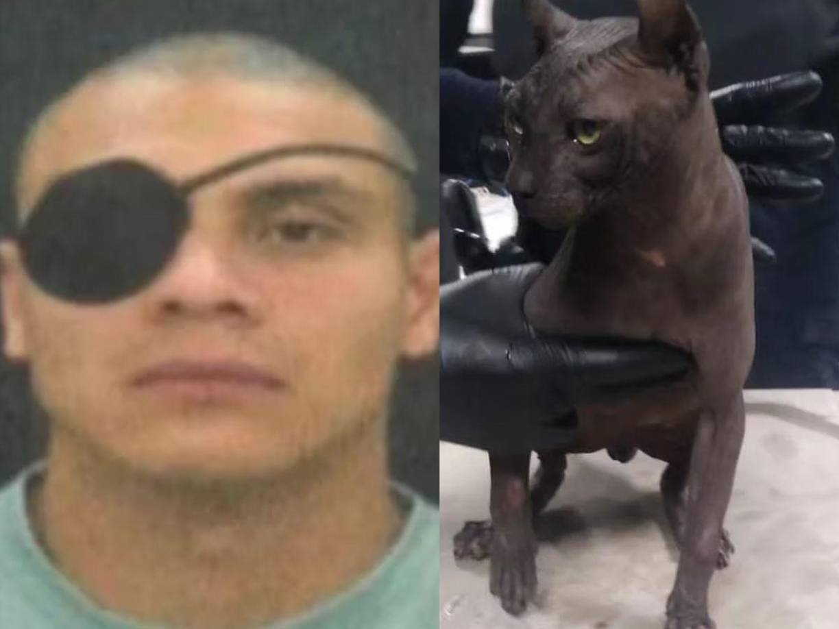 Elementos de la Secretaría de Seguridad Pública del Estado (SSPE) de Chihuahua rescataron a un gato tipo “egipcio” que se encontraba dentro del Centro de Readaptación Social (Cereso) #3 de Ciudad Juárez.