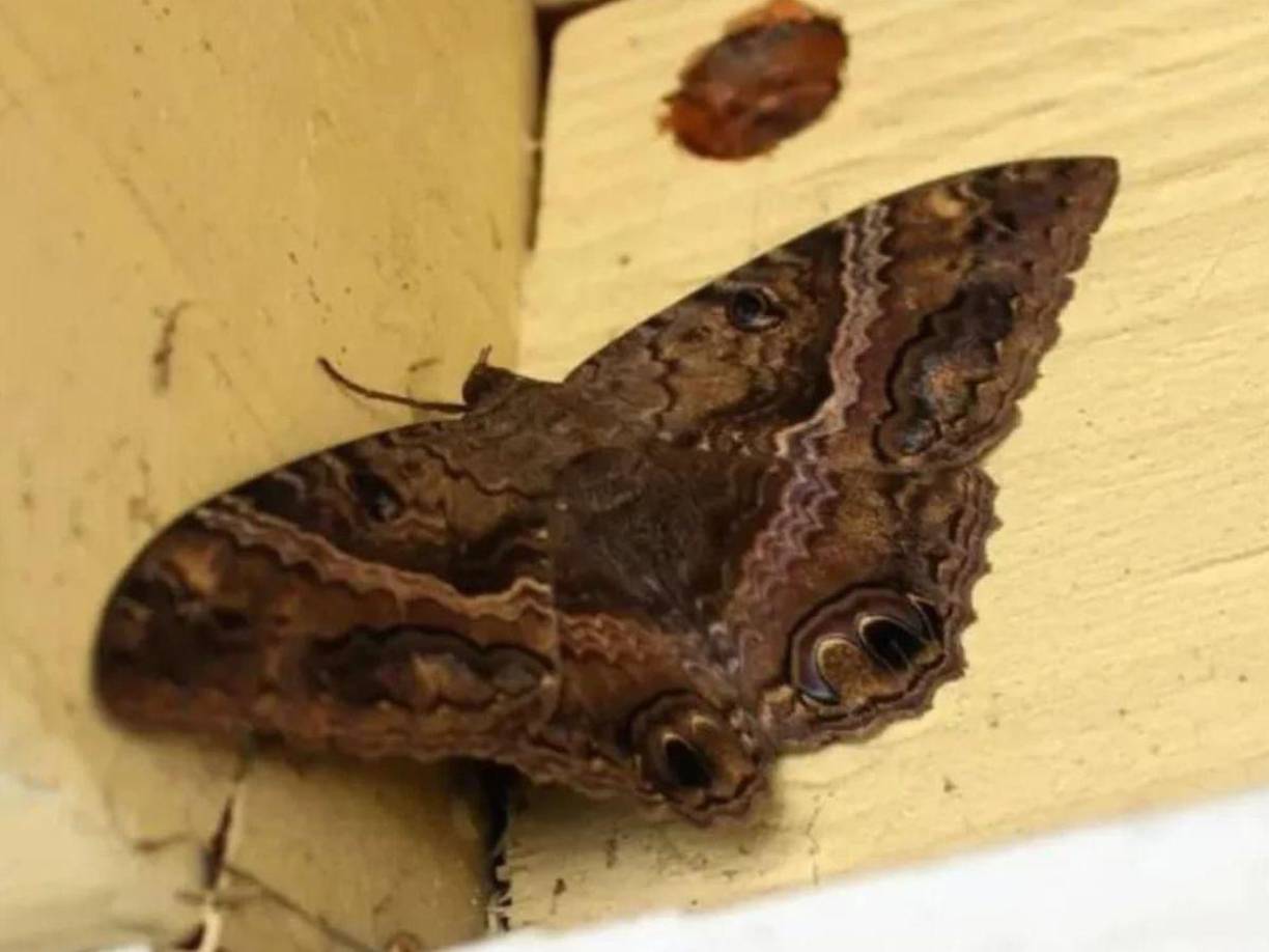 Y es que las mariposas negras han sido símbolo de mala suerte y desgracias alrededor del mundo, cada país tiene su leyenda, pero siempre se asocia con la muerte.