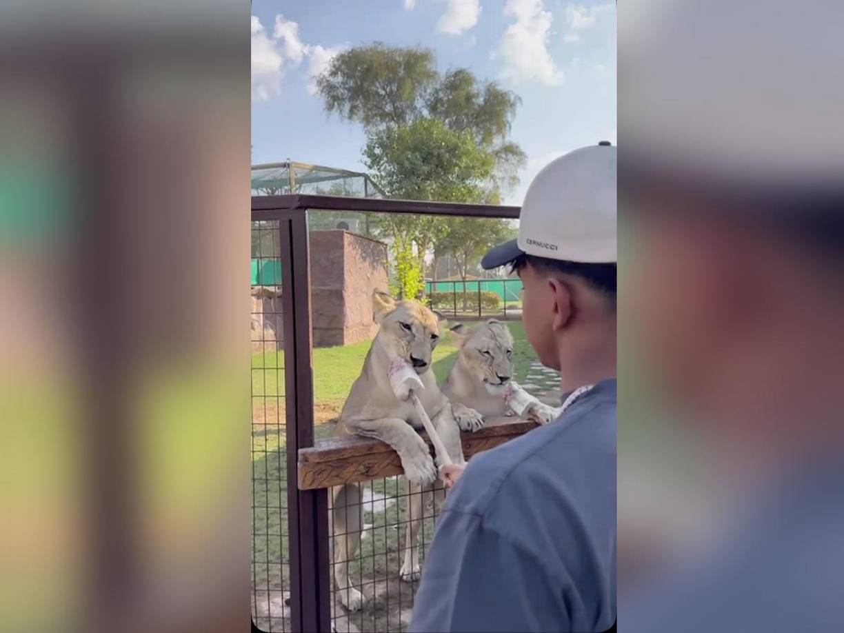 El joven futbolista interactuó con leonas en el exclusivo zoológico de animales salvajes en Dubái.
