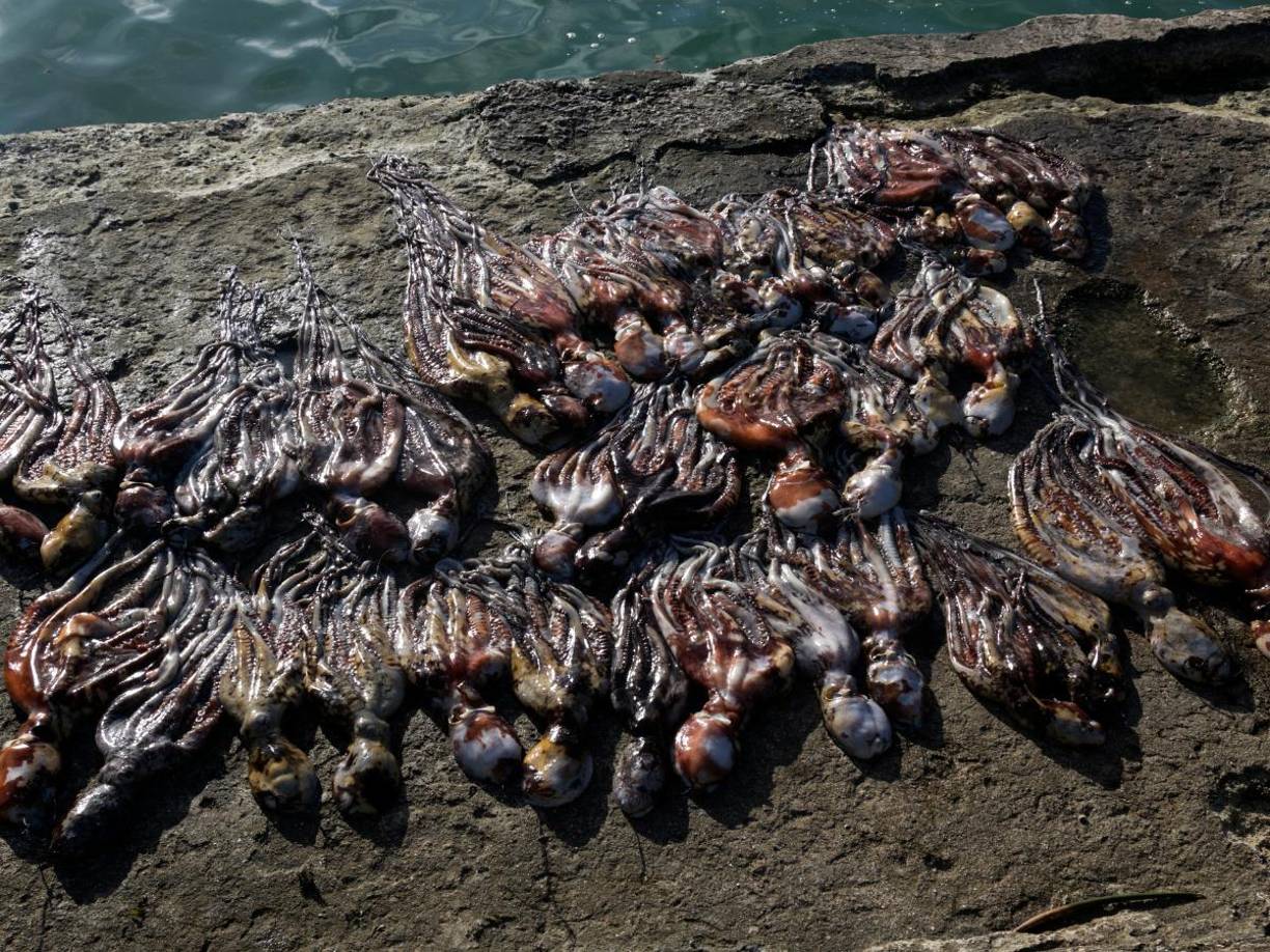 Su capacidad para resolver problemas, aprender de su entorno y camuflarse casi instantáneamente sigue siendo un misterio para los biólogos.